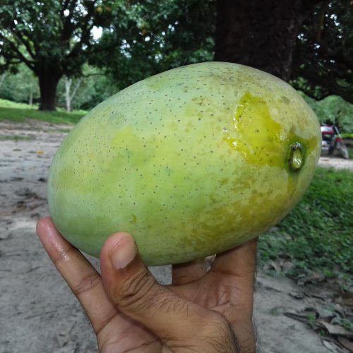 Fazli4 ফজলি আম - Image 3