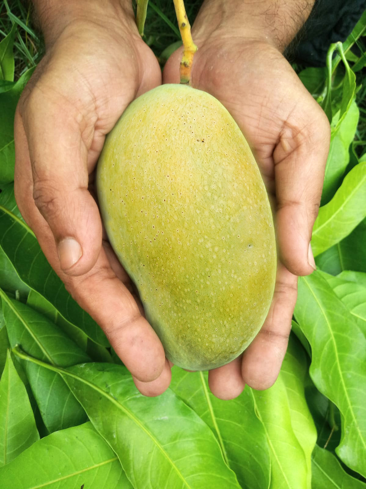 Fazli5 ফজলি আম