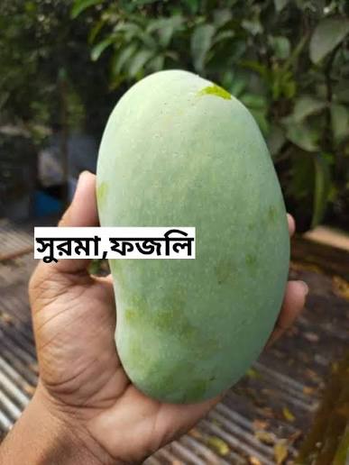 Fazli6 ফজলি আম - Image 2
