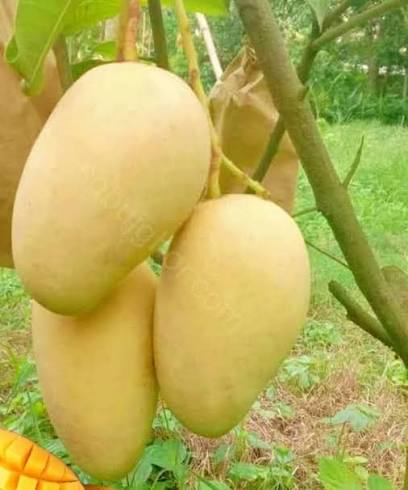 Katimon1 কাটিমন আম - Image 6