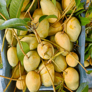 Katimon4 কাটিমন আম - Image 4