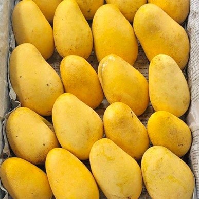 Katimon5 কাটিমন আম - Image 3