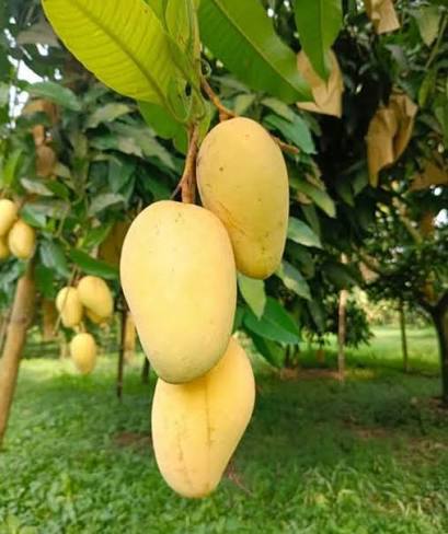 Katimon6 কাটিমন আম - Image 2